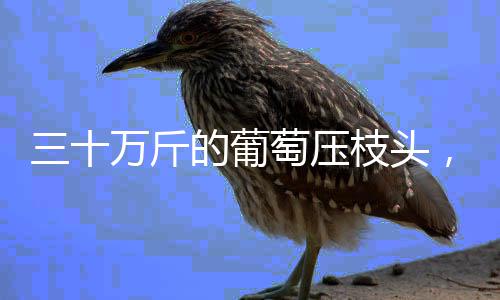 充电最快1秒1公里！广西首个光储超充放综合能源站投运 三十万斤的葡的快葡萄压枝头