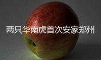 两只华南虎首次安家郑州 “母老虎”中秋节亮相