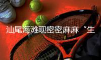 汕尾海滩现密密麻麻“生蚝带” 官方：尽量别吃