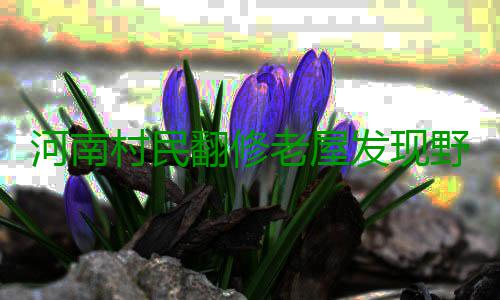 河南村民翻修老屋发现野生大灵芝 专家:十分罕见 杨先生家老屋地势低洼