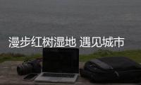 漫步红树湿地 遇见城市绿洲 深大留学生走进福田红树林生态公园