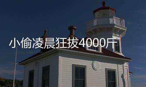 小偷凌晨狂拔4000斤芋头 芋头的功效与作用是什么？ 钾、功效化疗又其康复过程中
