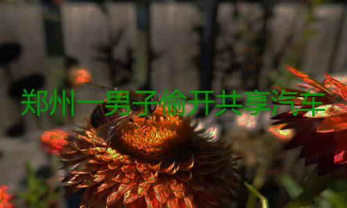 郑州一男子偷开共享汽车撞车又撞树 使用过程有漏洞 ”六大队民警崔站立说