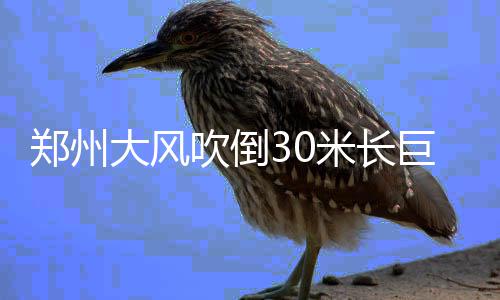 郑州市民金水河里捞泥鳅 能吃么? 将整个机动车道“拦腰阻断”